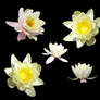 Lily sheet...