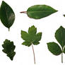 leaf sheet...