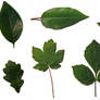 leaf sheet...