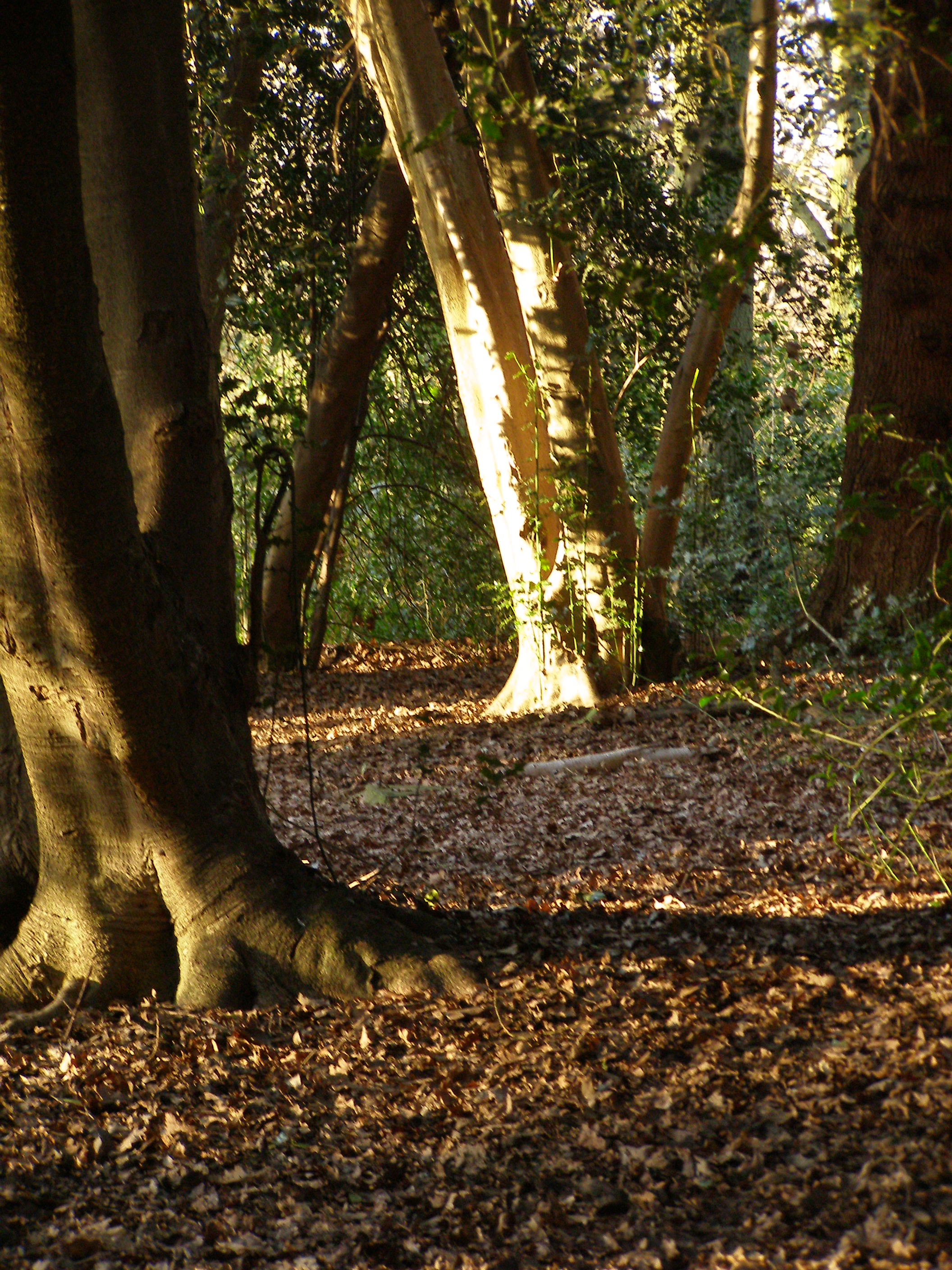 Evening forest...