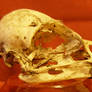 Crow skull 2...