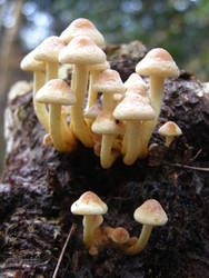 Mushroom mushroom...