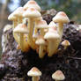 Mushroom mushroom...