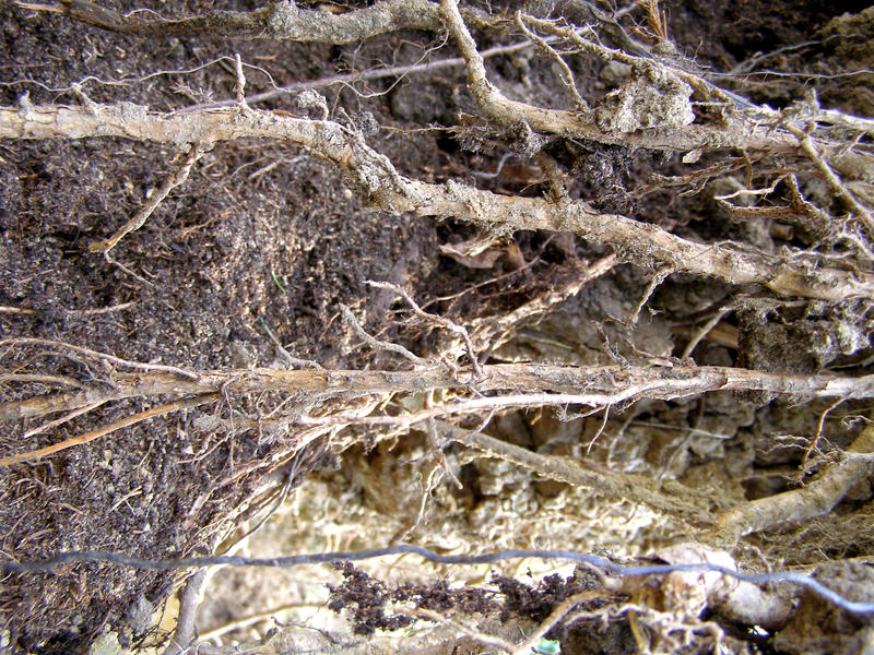 Last of the great root bundles