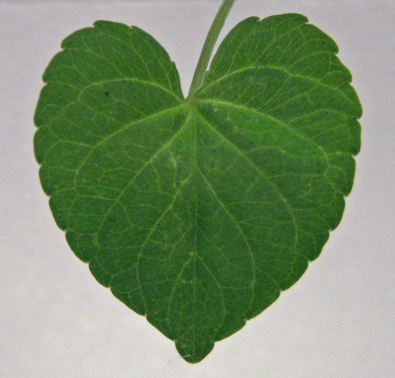 Heart shaped...leaf
