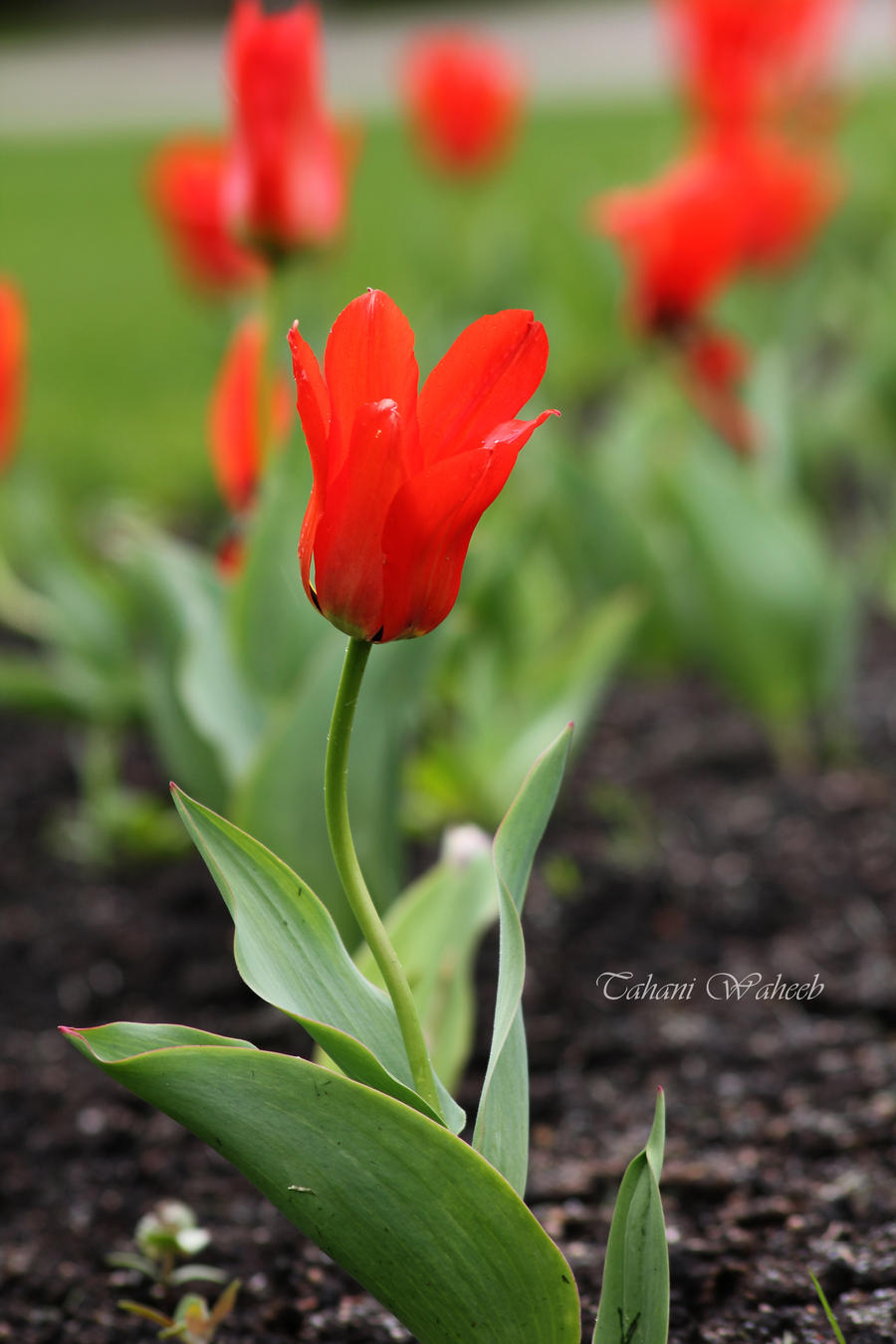 Tulip 2