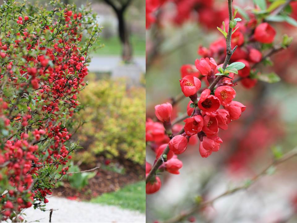 Red Flower