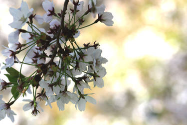 Sakura Beauty