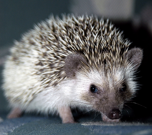 Perry The Hedgehog