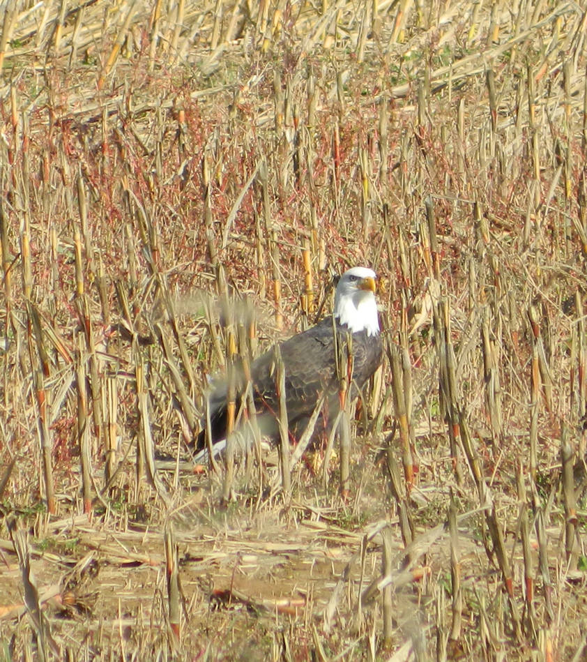 Eagle Riding Corn Bald Eagle in a Corn Field by MFry84 on DeviantArt