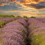 Sunset in lavender field