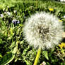 Dandelion