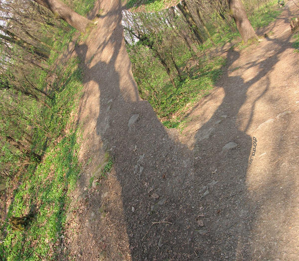 Shadow Form Tree shadow tree by ch0rch3 on DeviantArt