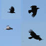 bird 74: crows