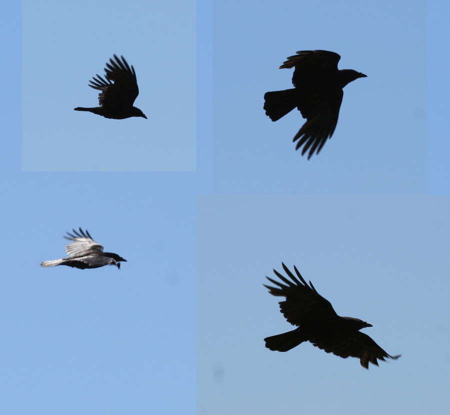 bird 74: crows