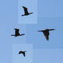 bird 78: cormorants