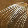 bird 80: zombie bird