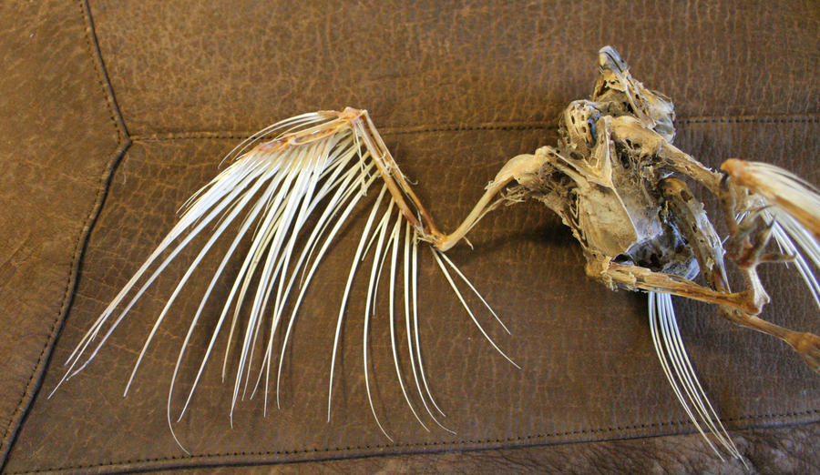bird 83: zombie bird