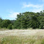 landscape 37: summer field