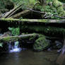 forest 48: waterfall