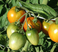 tomatoes on the vine