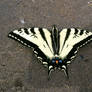 butterfly 09