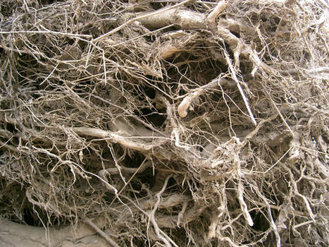 texture: root wad