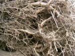 texture: root wad