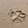 footprint 02: dog in sand