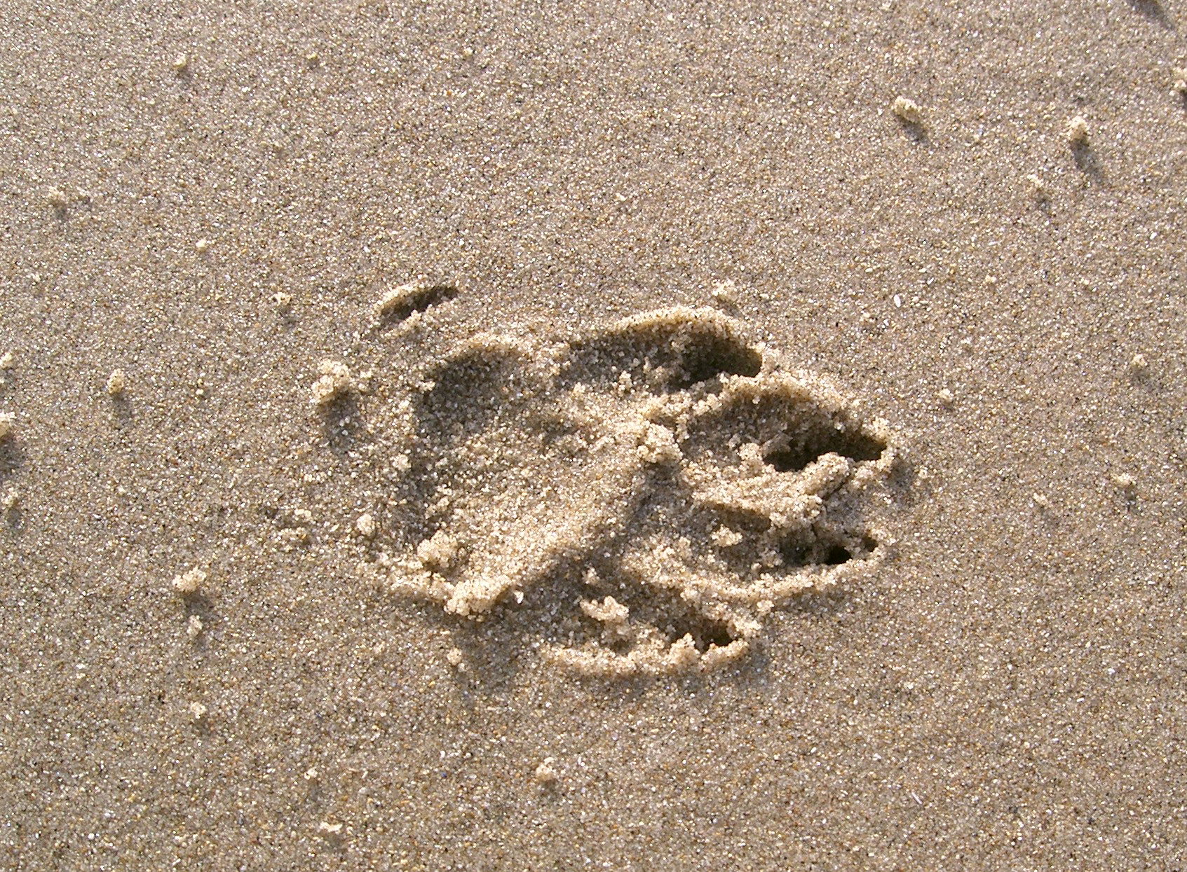 footprint 02: dog in sand by cyborgsuzystock