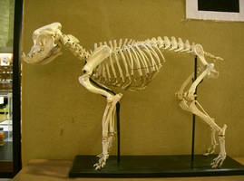 bulldog 01: skeleton