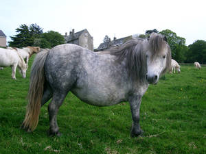 pony 16