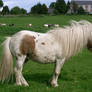 pony 18: stallion