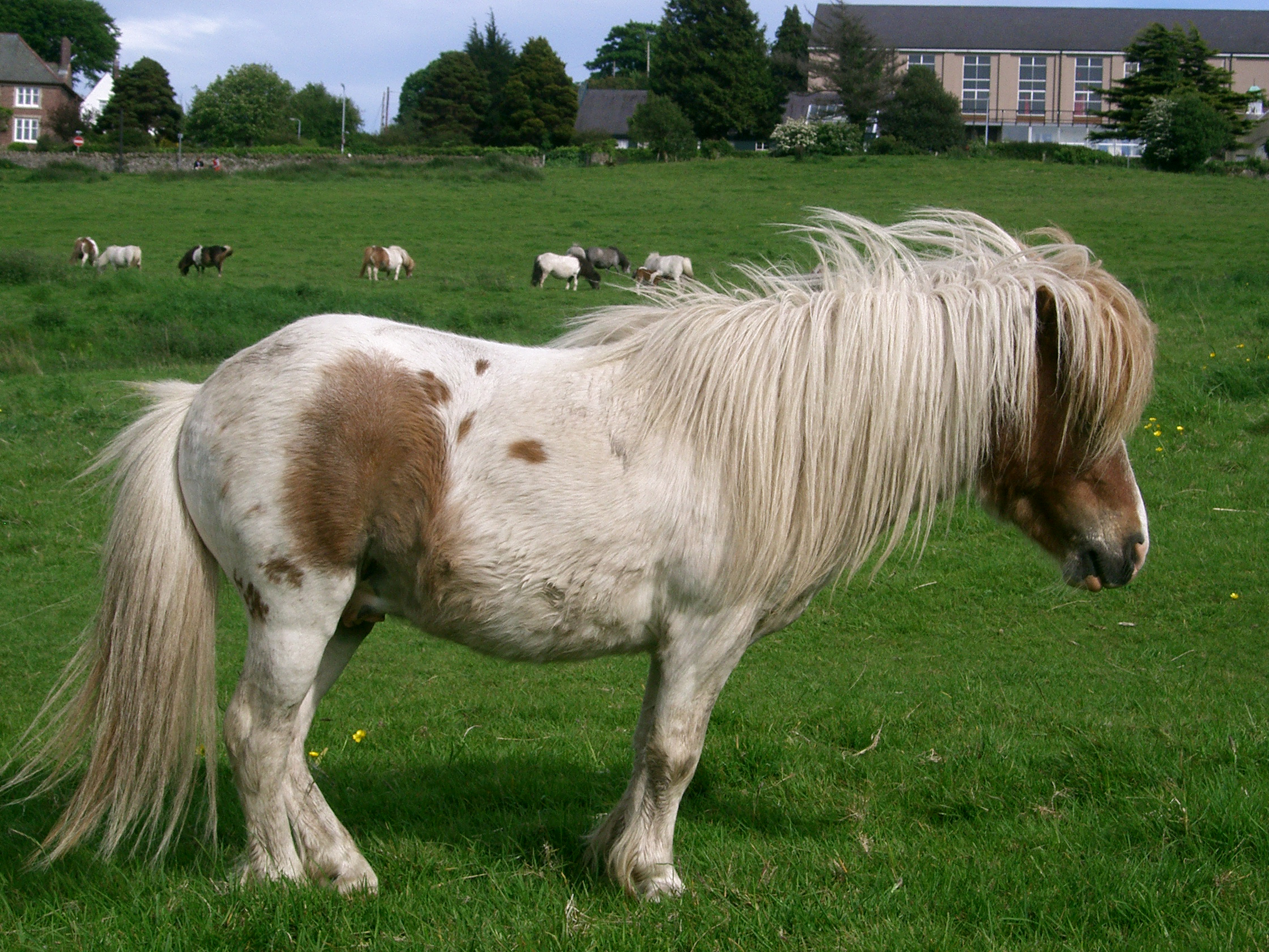 pony 18: stallion