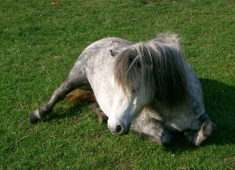 pony 19