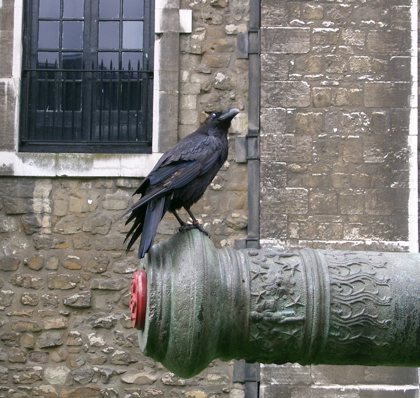 birdy 18: raven