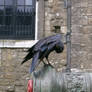 birdy 19: raven
