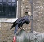 birdy 19: raven