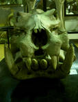 hippo skull 02