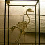 birdy: chicken skeleton