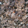 oak leaves 02