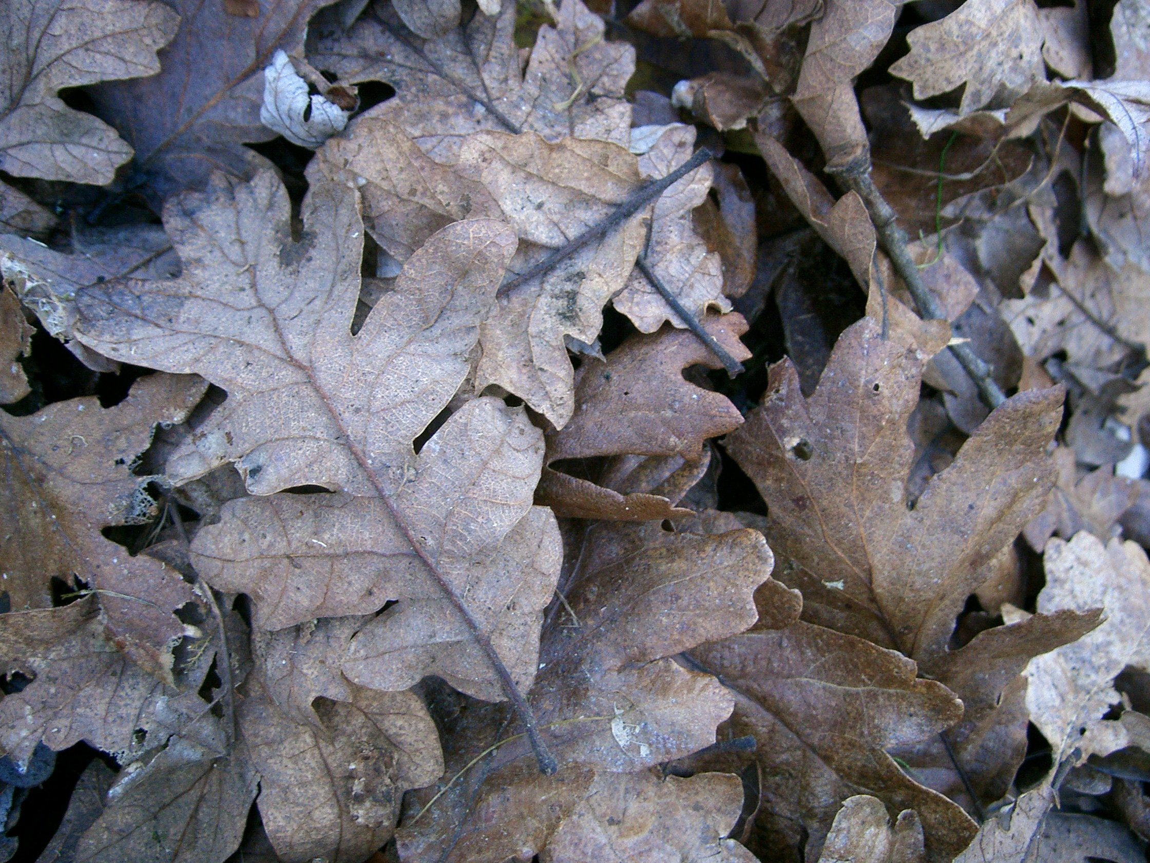 oak leaves 03 by cyborgsuzystock