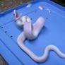 snake 01