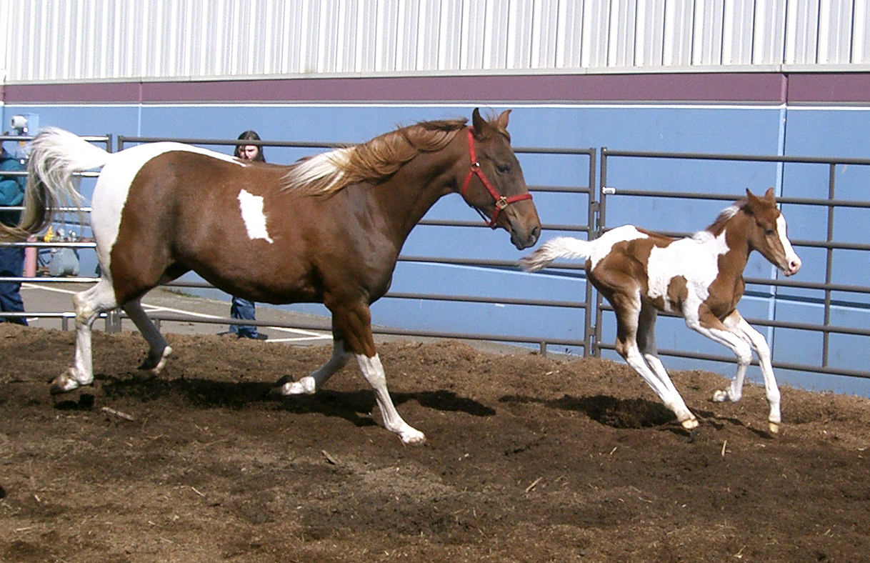 horse 26: mare and foal