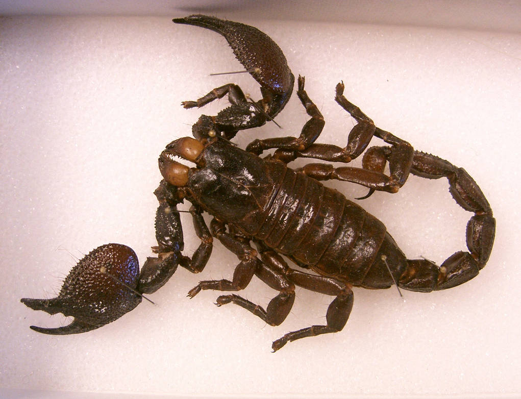 Scorpx Insect bug 21: scorpion by cyborgsuzystock on DeviantArt