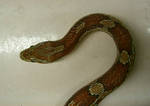 snake 03