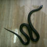 snake 08: black king