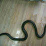 snake 09: black king