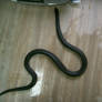 snake 10: black king