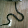 snake 10: black king